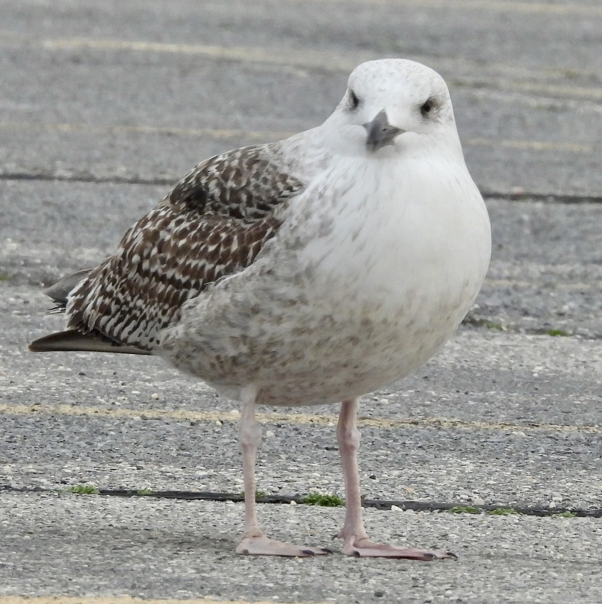 Great Black-backed Gull - ML613010480