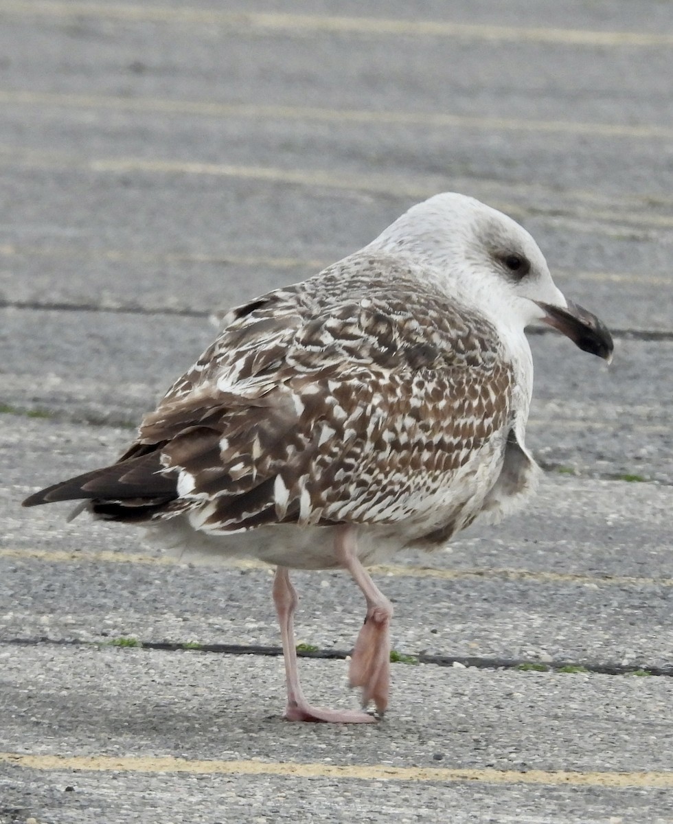 Great Black-backed Gull - ML613010481