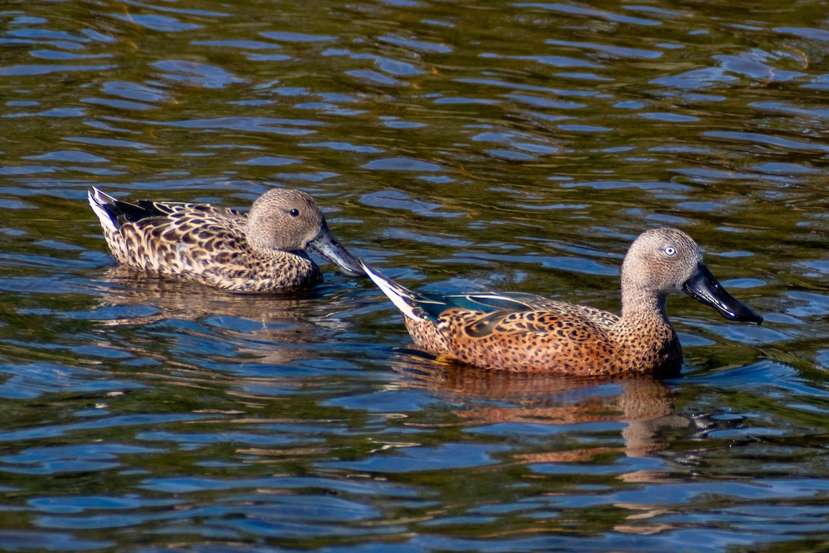 Red Shoveler - ML613010487