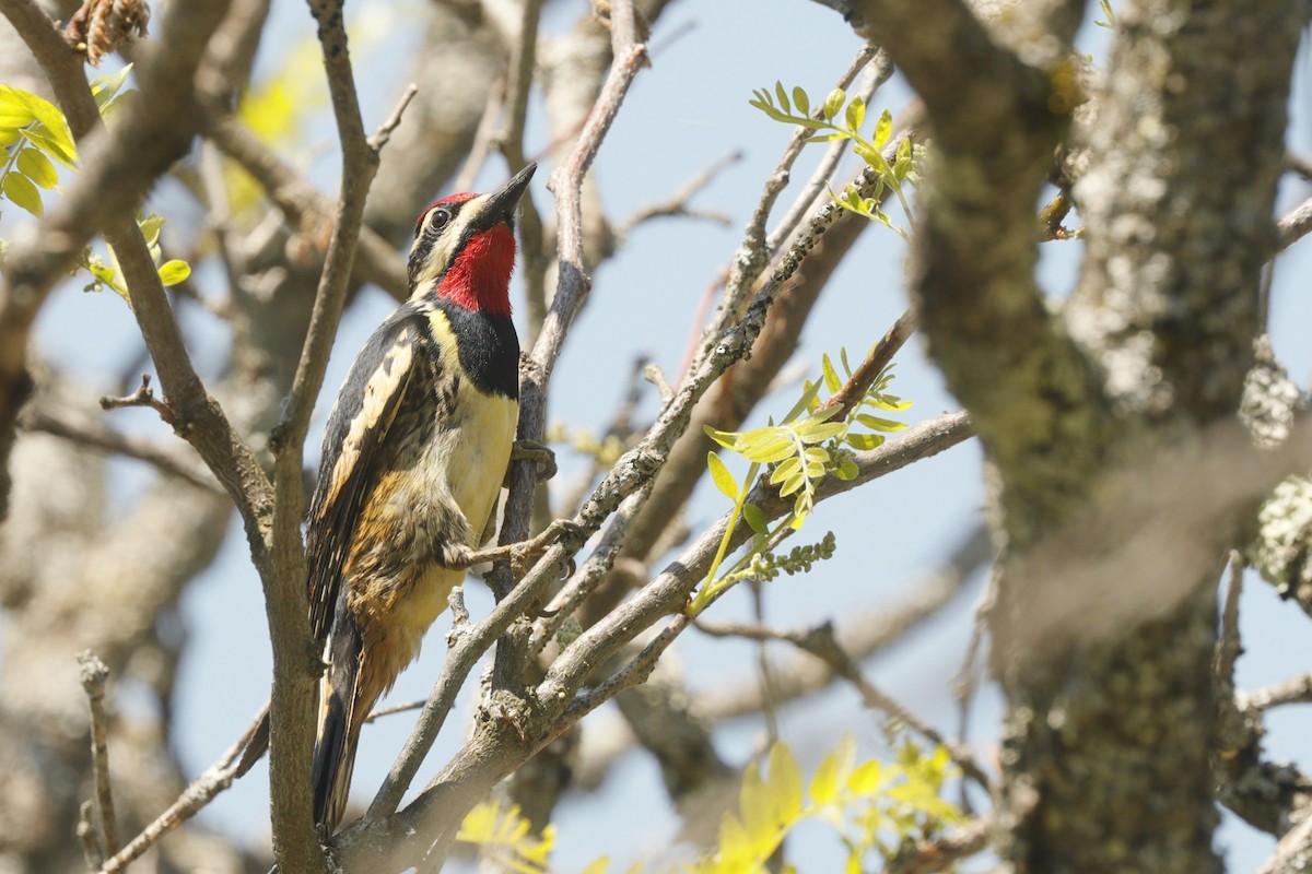 Yellow-bellied Sapsucker - Jun Tsuchiya