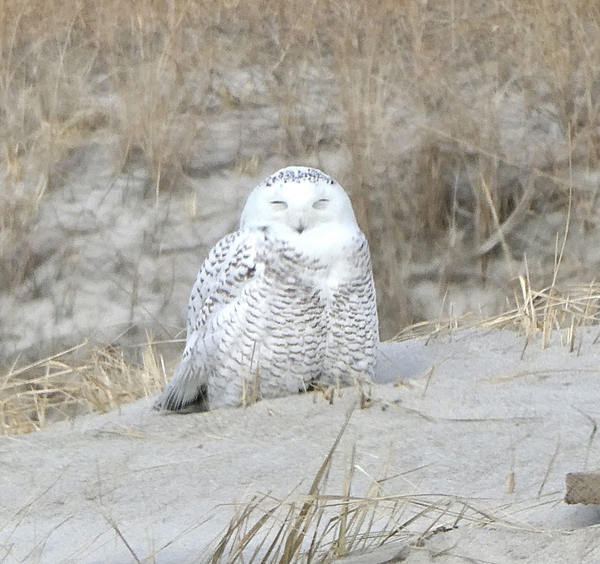 Snowy Owl - ML613010597