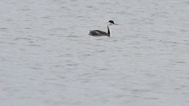 Western Grebe - ML613010605