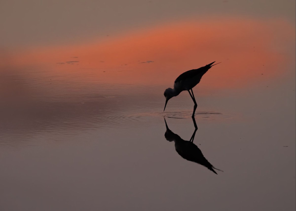 Pied Stilt - ML613010771