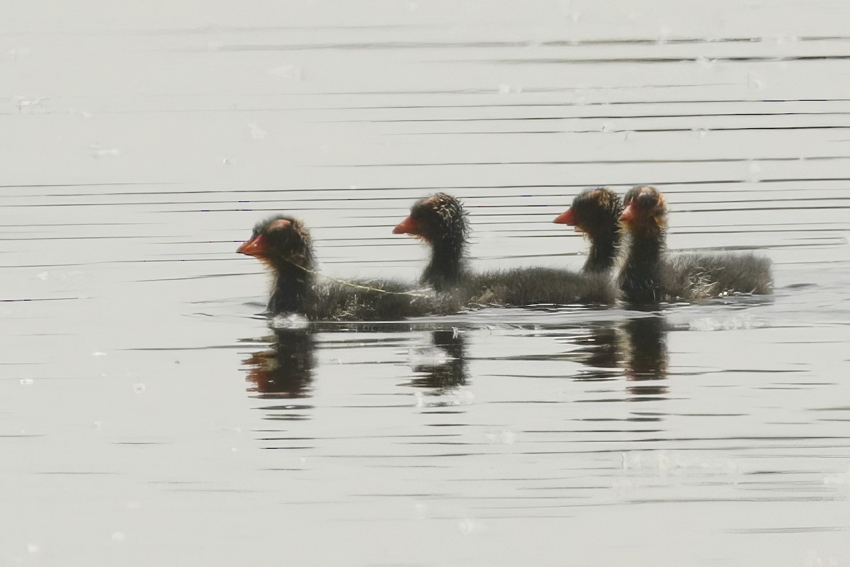 Common Gallinule - ML613010796