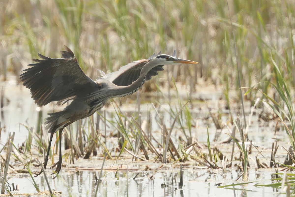 Great Blue Heron - ML613010803