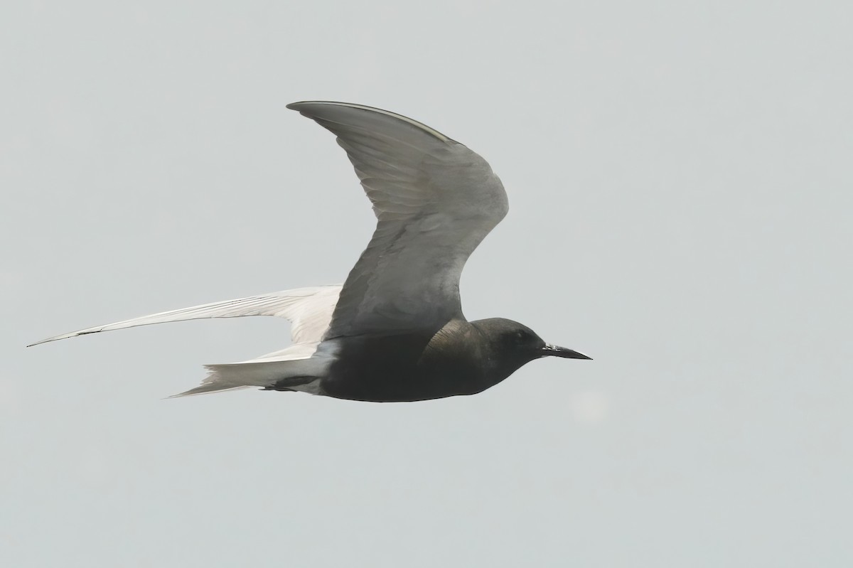 Black Tern - ML613010805