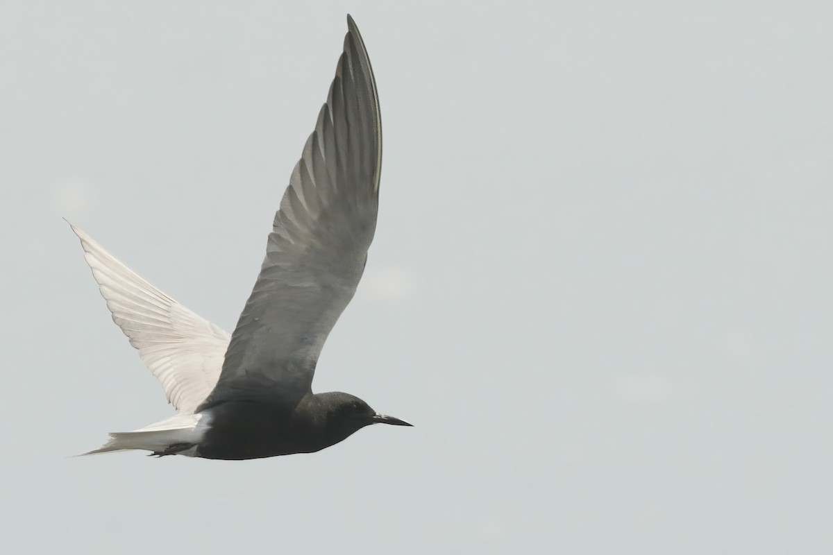 Black Tern - ML613010806