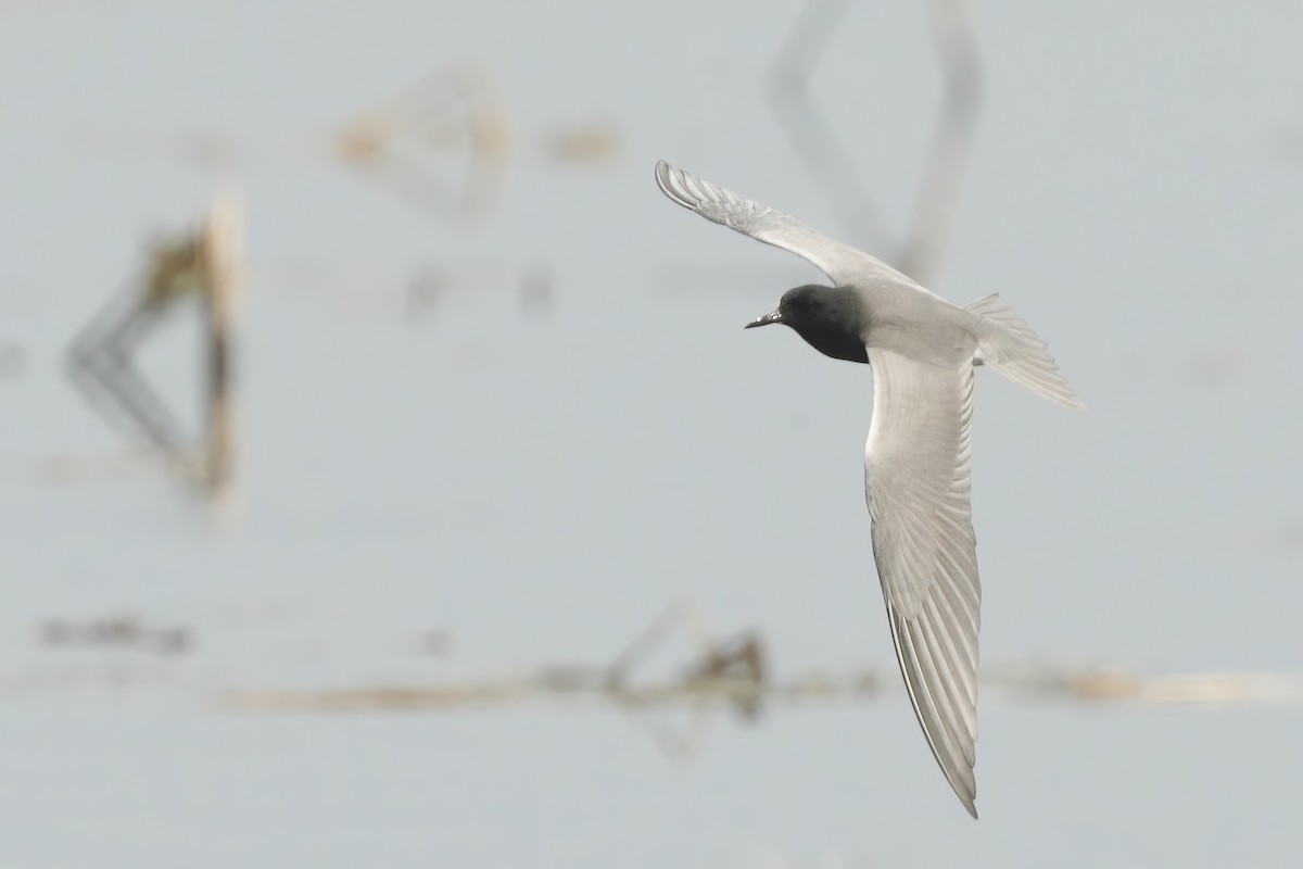 Black Tern - ML613010807