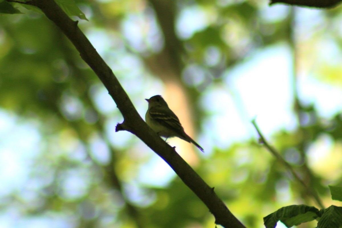 Acadian Flycatcher - ML613010847