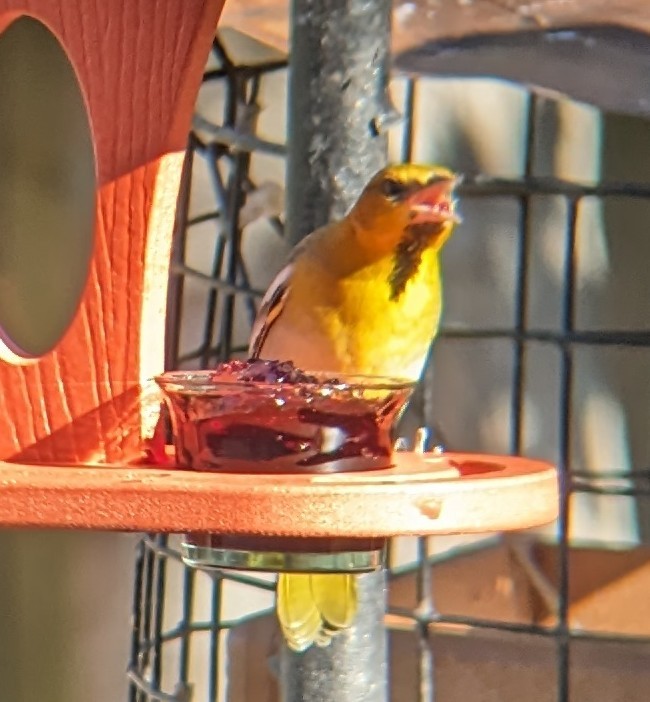 Bullock's Oriole - ML613010850