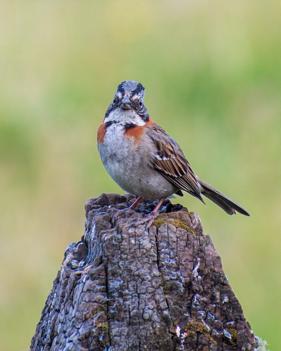Rufous-collared Sparrow - ML613010861