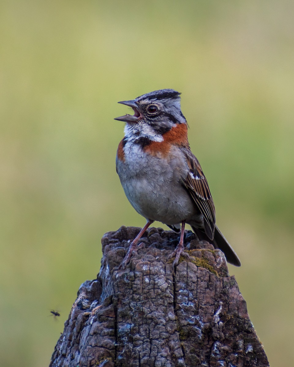 Rufous-collared Sparrow - ML613010862