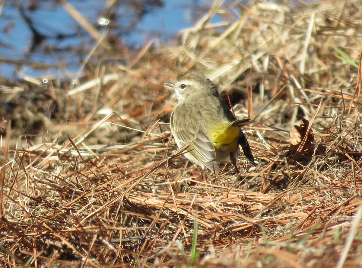 Palm Warbler - ML613010898