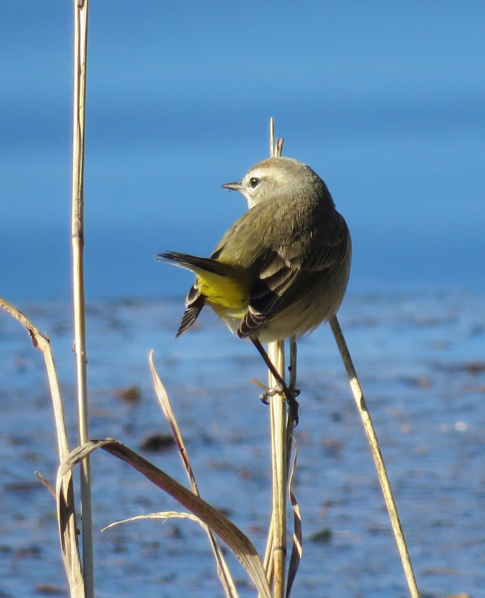 Palm Warbler - Yvonne Porter