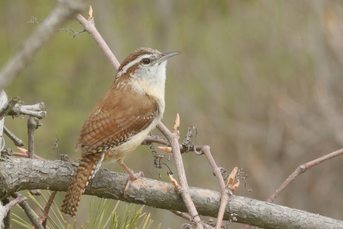 Carolina Wren - ML613010975