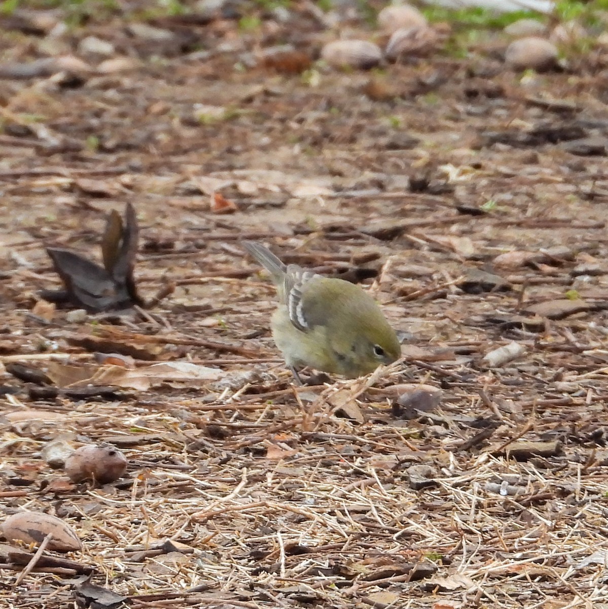 Pine Warbler - ML613010979