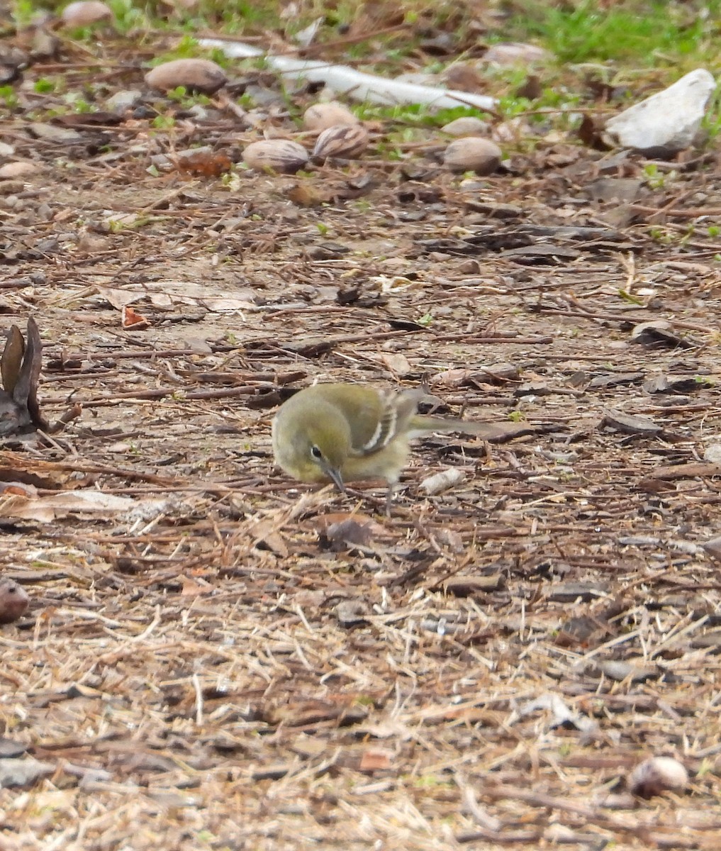 Pine Warbler - Anonymous