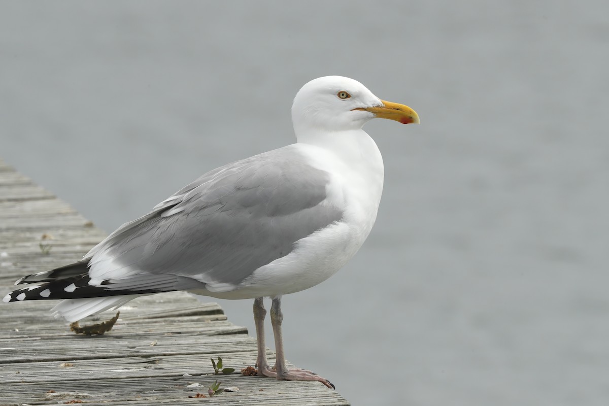 Goéland argenté - ML613010988