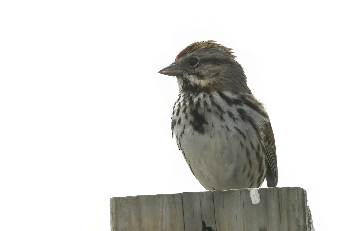 Song Sparrow - ML613010989