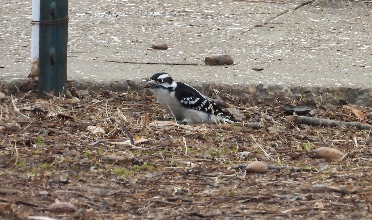 Downy Woodpecker - ML613010993