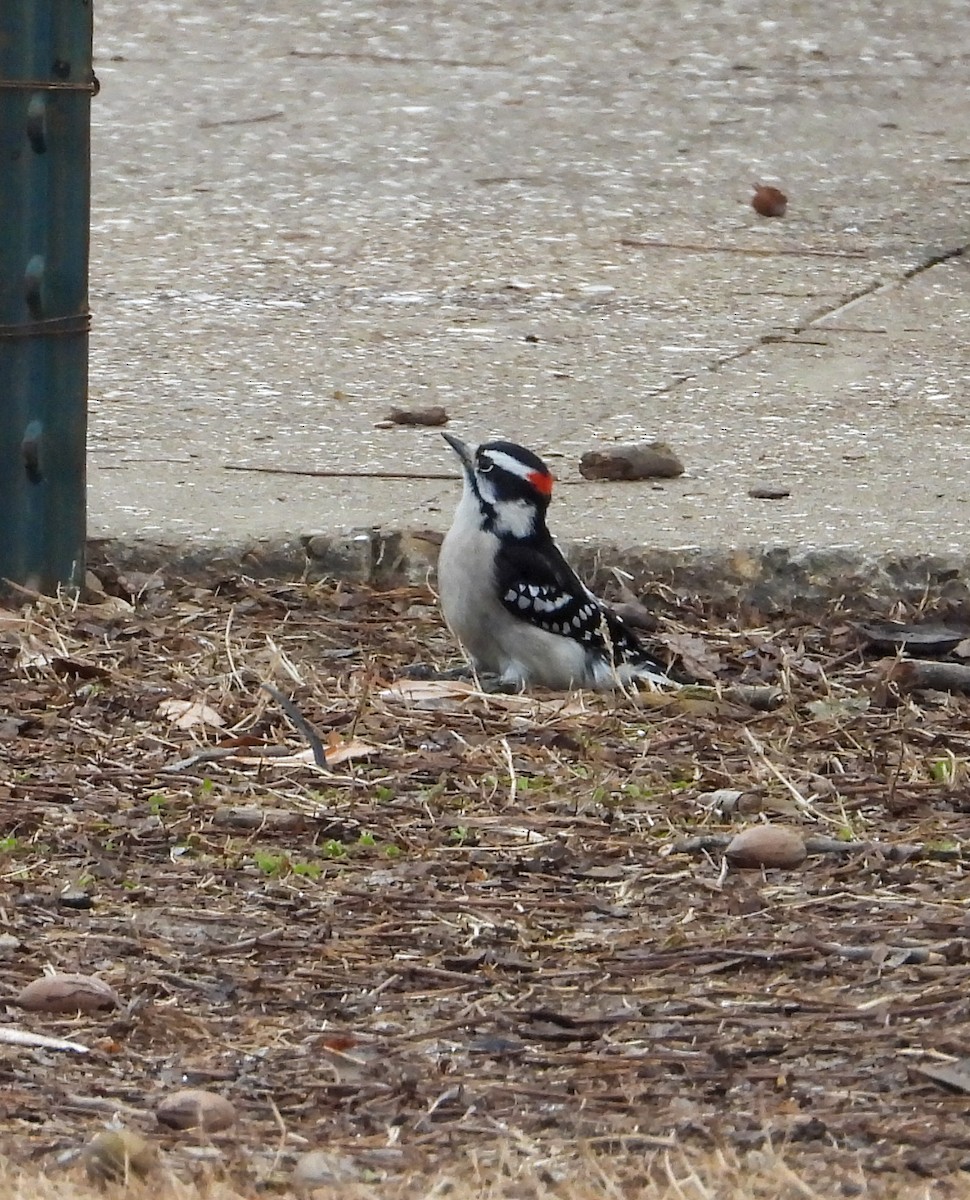 Downy Woodpecker - Anonymous