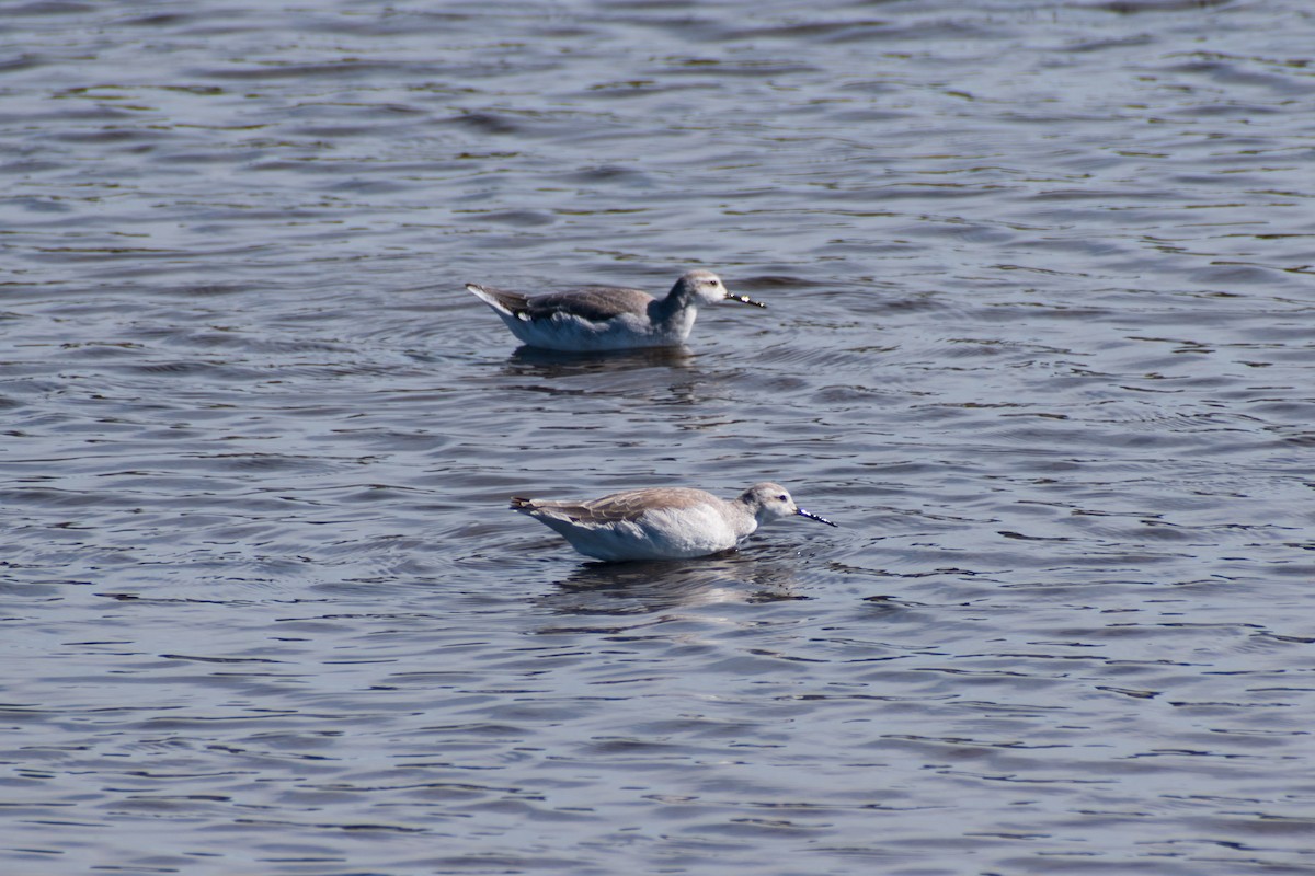 hvithalesvømmesnipe - ML613011001