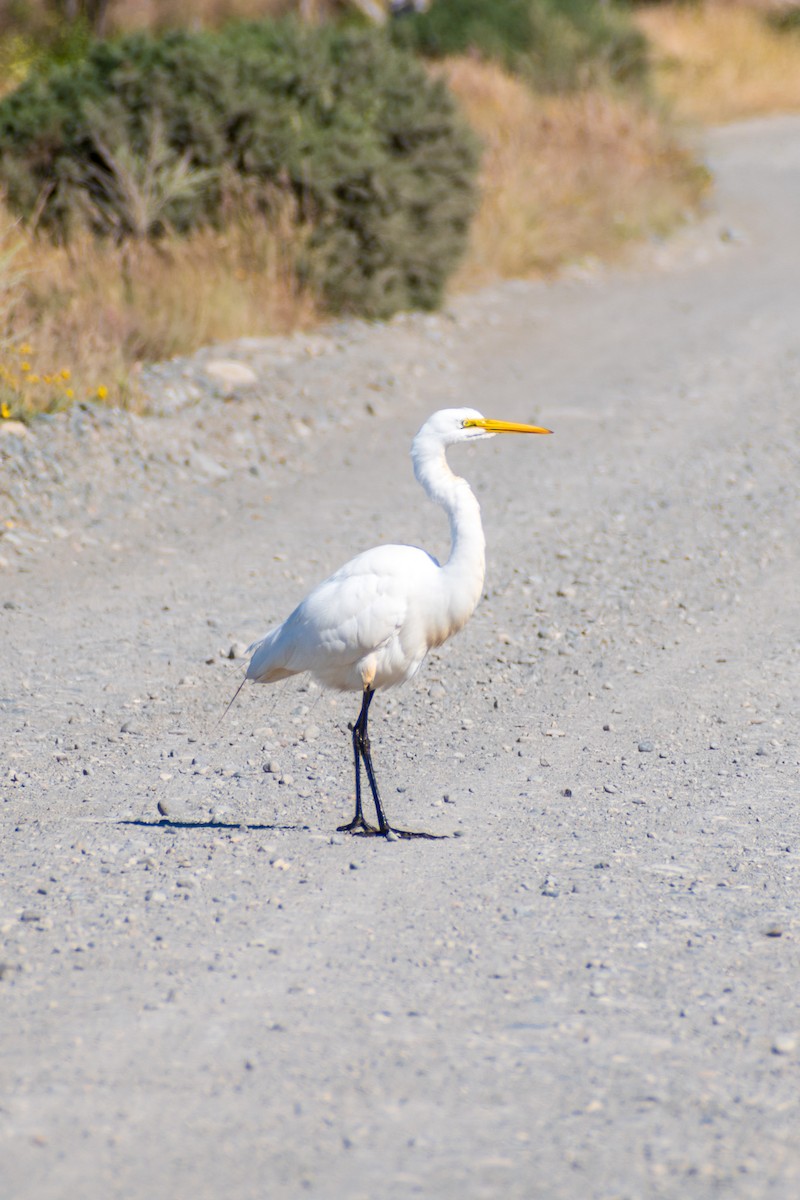 Great Egret - ML613011014