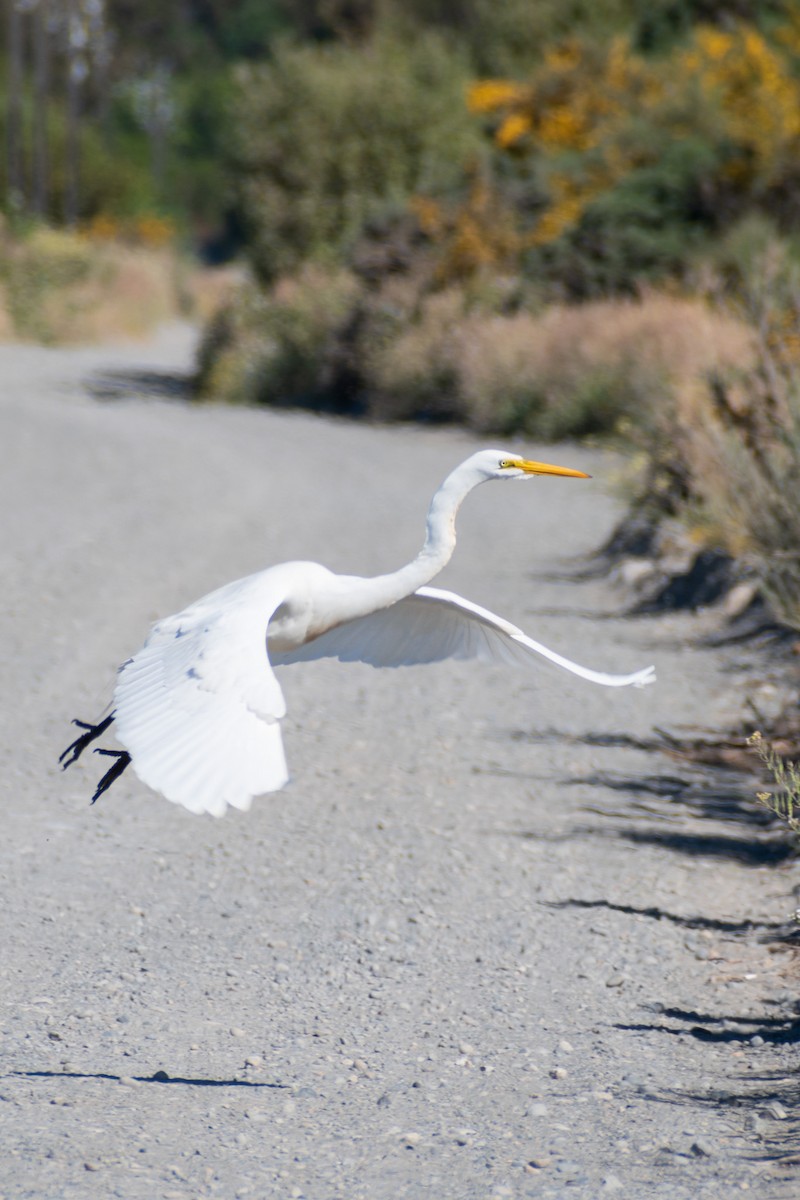 Great Egret - ML613011015