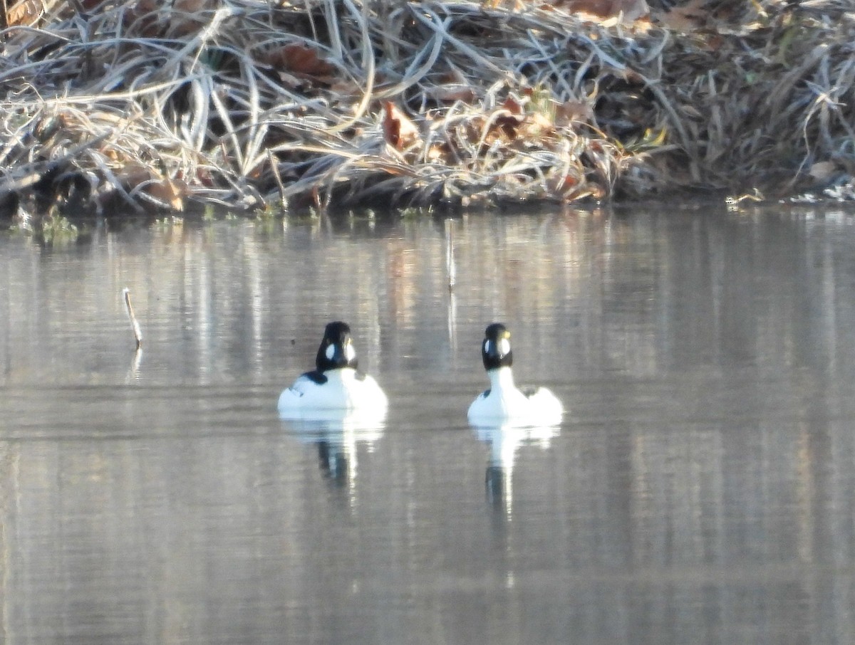 Common Goldeneye - ML613011024