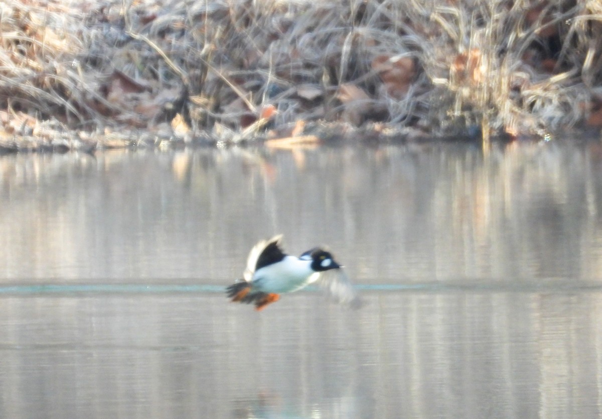 Common Goldeneye - ML613011025