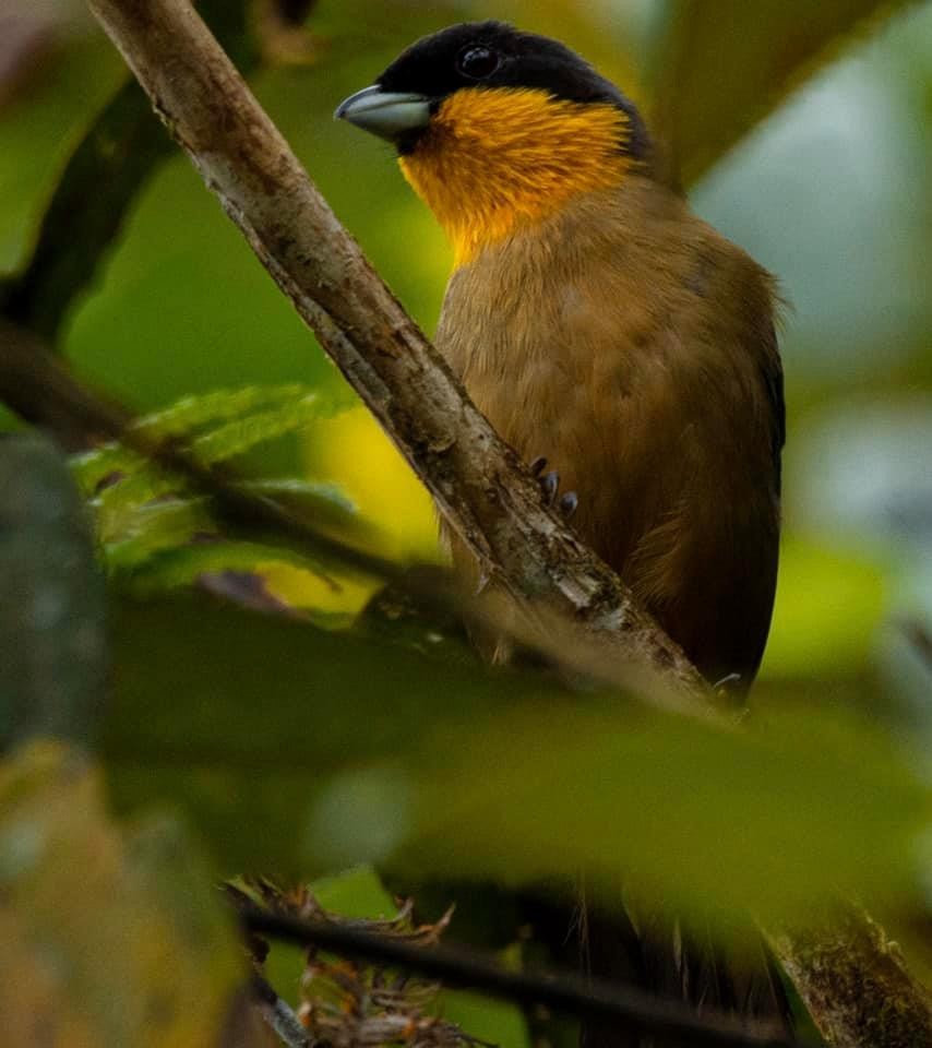 Yellow-throated Tanager - ML613011046
