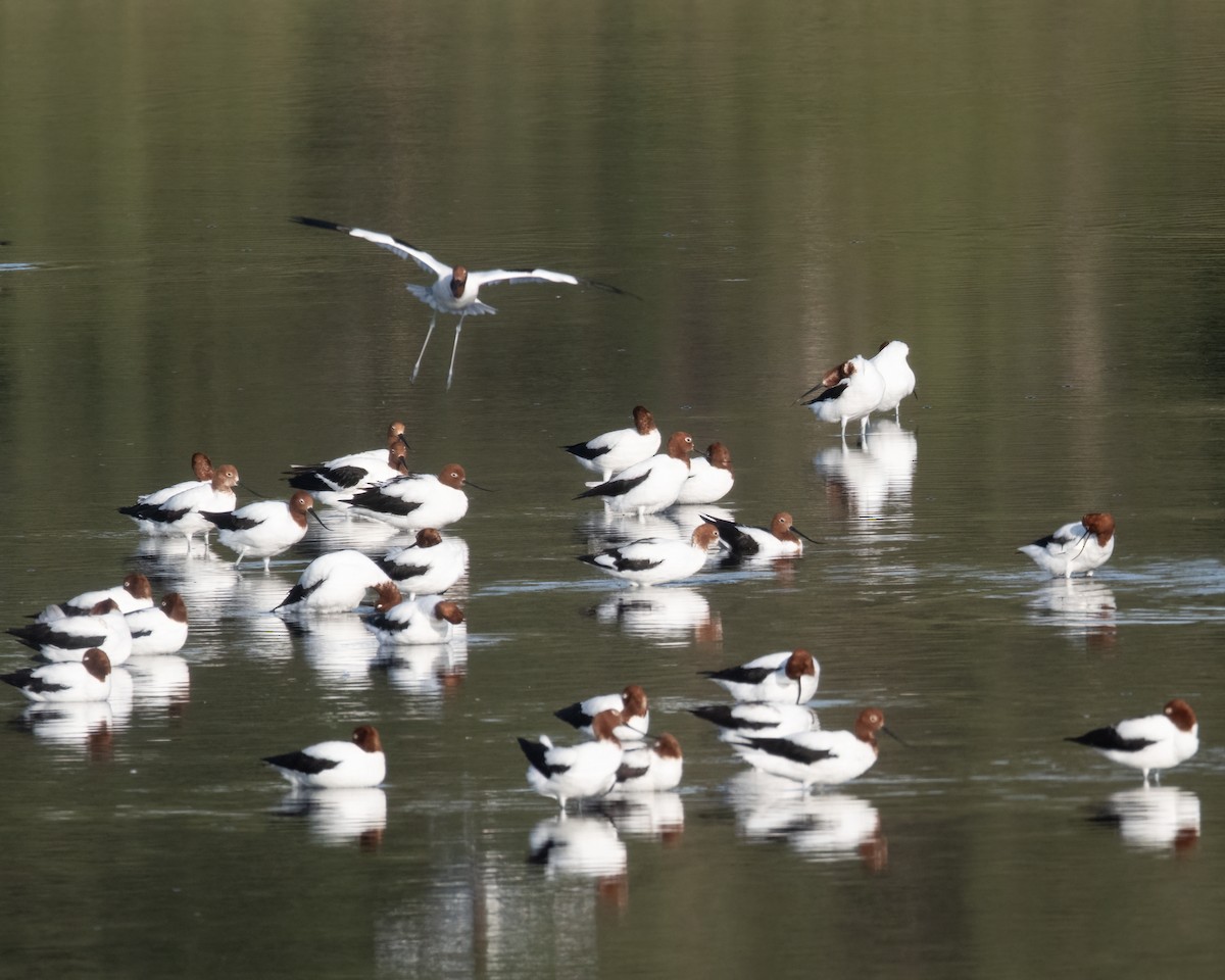 Avocette d'Australie - ML613011074