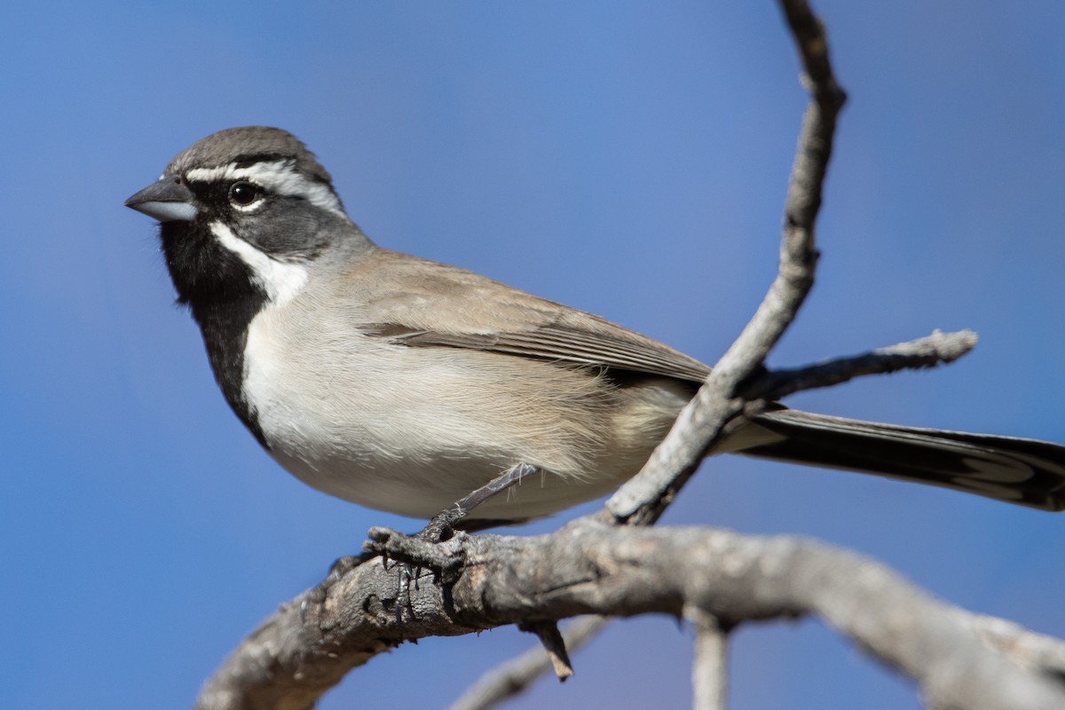 Black-throated Sparrow - Dylan Osterhaus