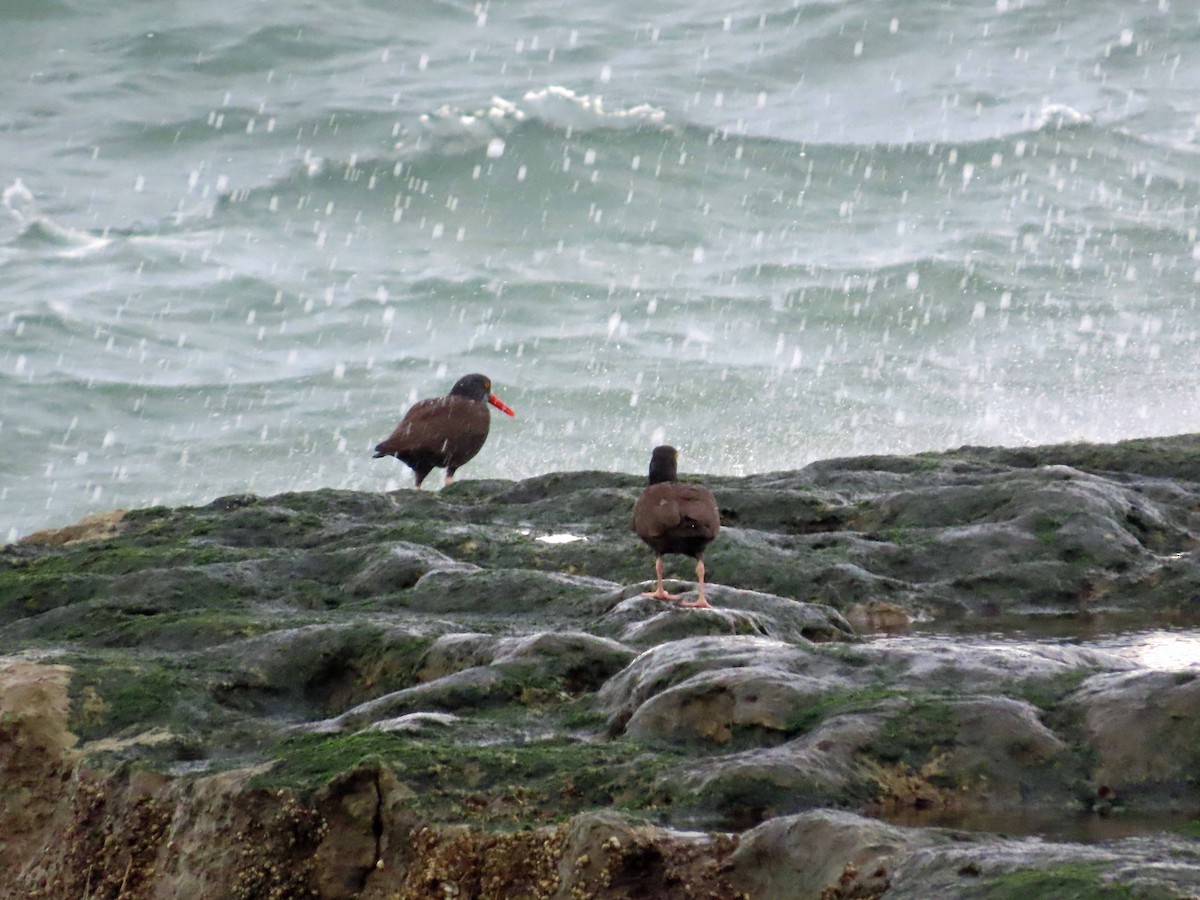 Black Oystercatcher - ML613011137