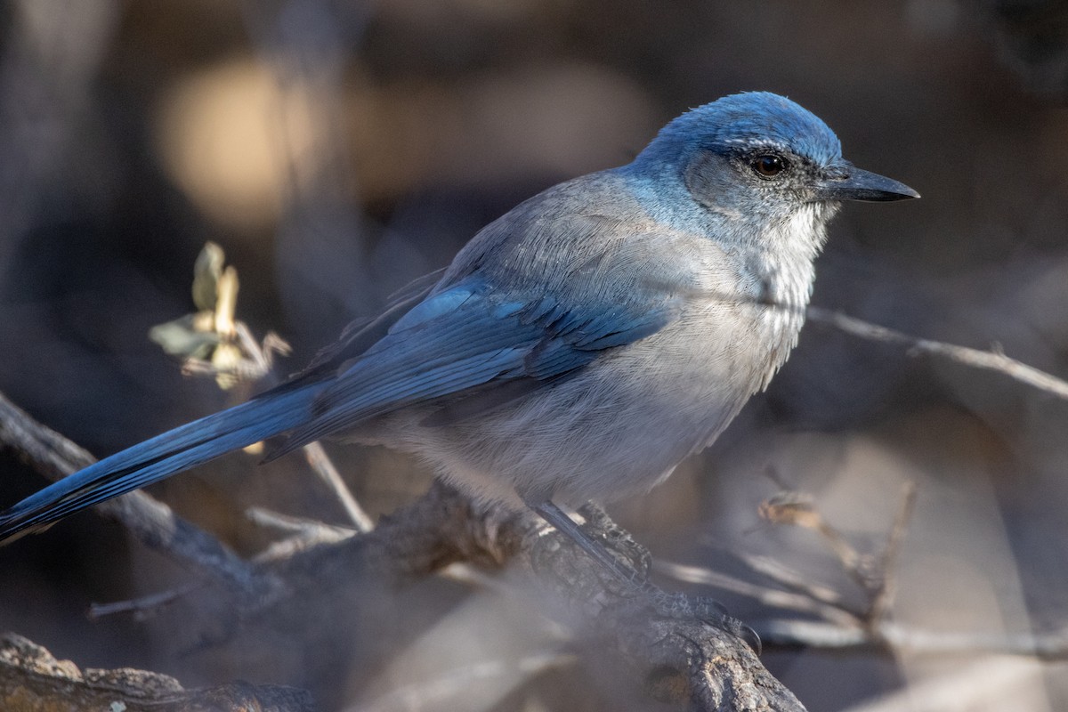 Woodhouse's Scrub-Jay - Dylan Osterhaus