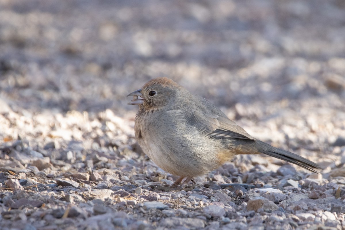 Canyon Towhee - Dylan Osterhaus