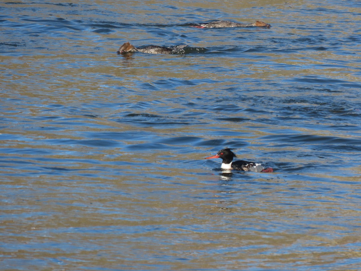 Red-breasted Merganser - ML613011150