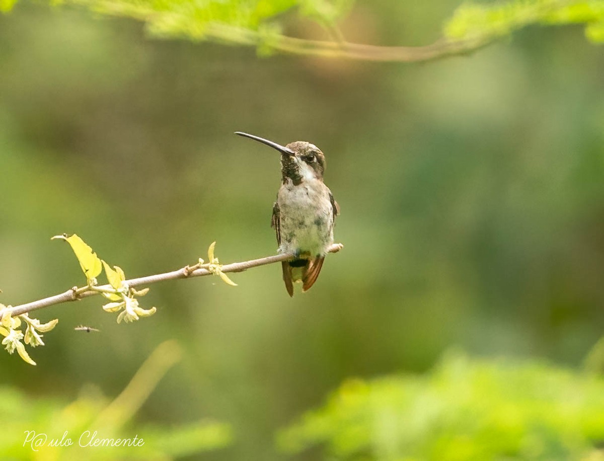kolibřík hvězdohrdlý - ML613011155