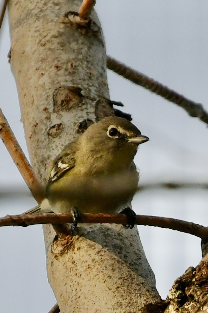 Cassin's Vireo - Arthur  Davenport