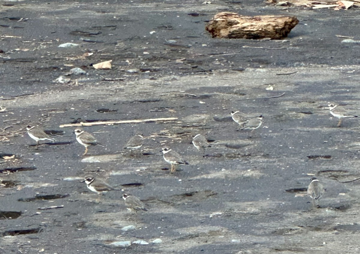 Semipalmated Plover - ML613011173