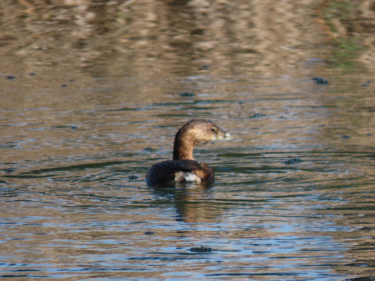 Pied-billed Grebe - ML613011241