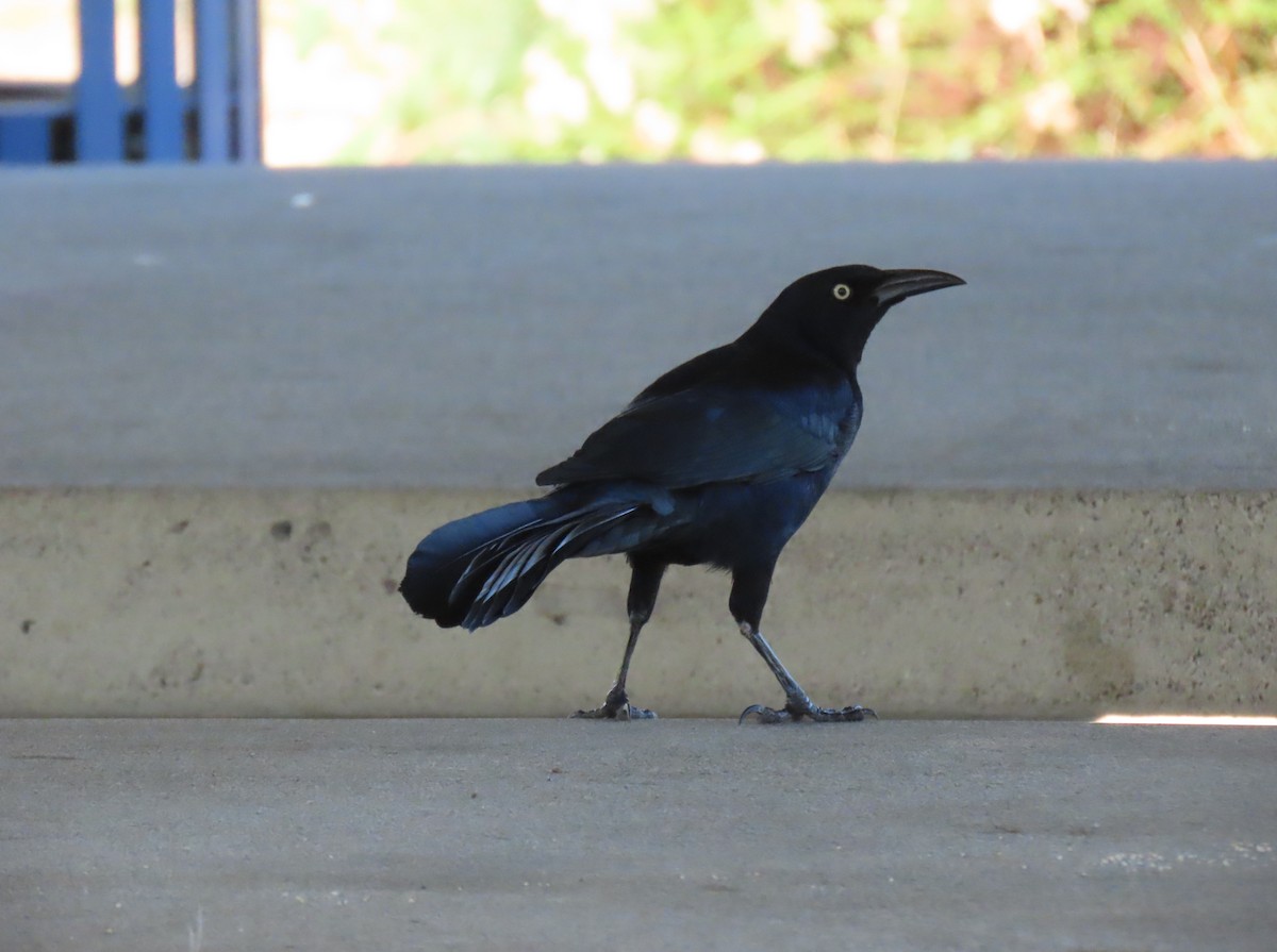 Great-tailed Grackle - Donna Bray