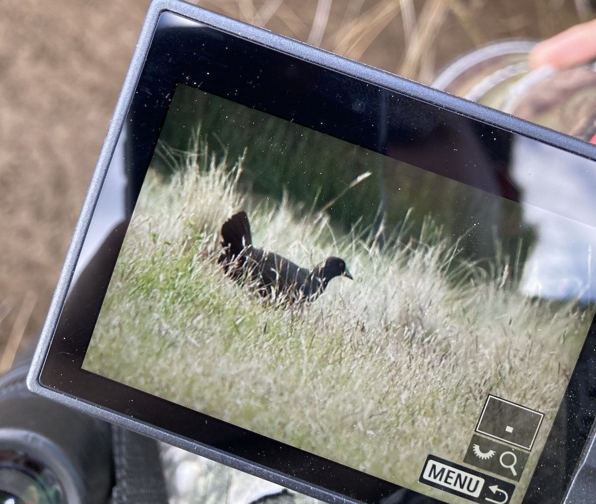 Black-tailed Nativehen - ML613011304