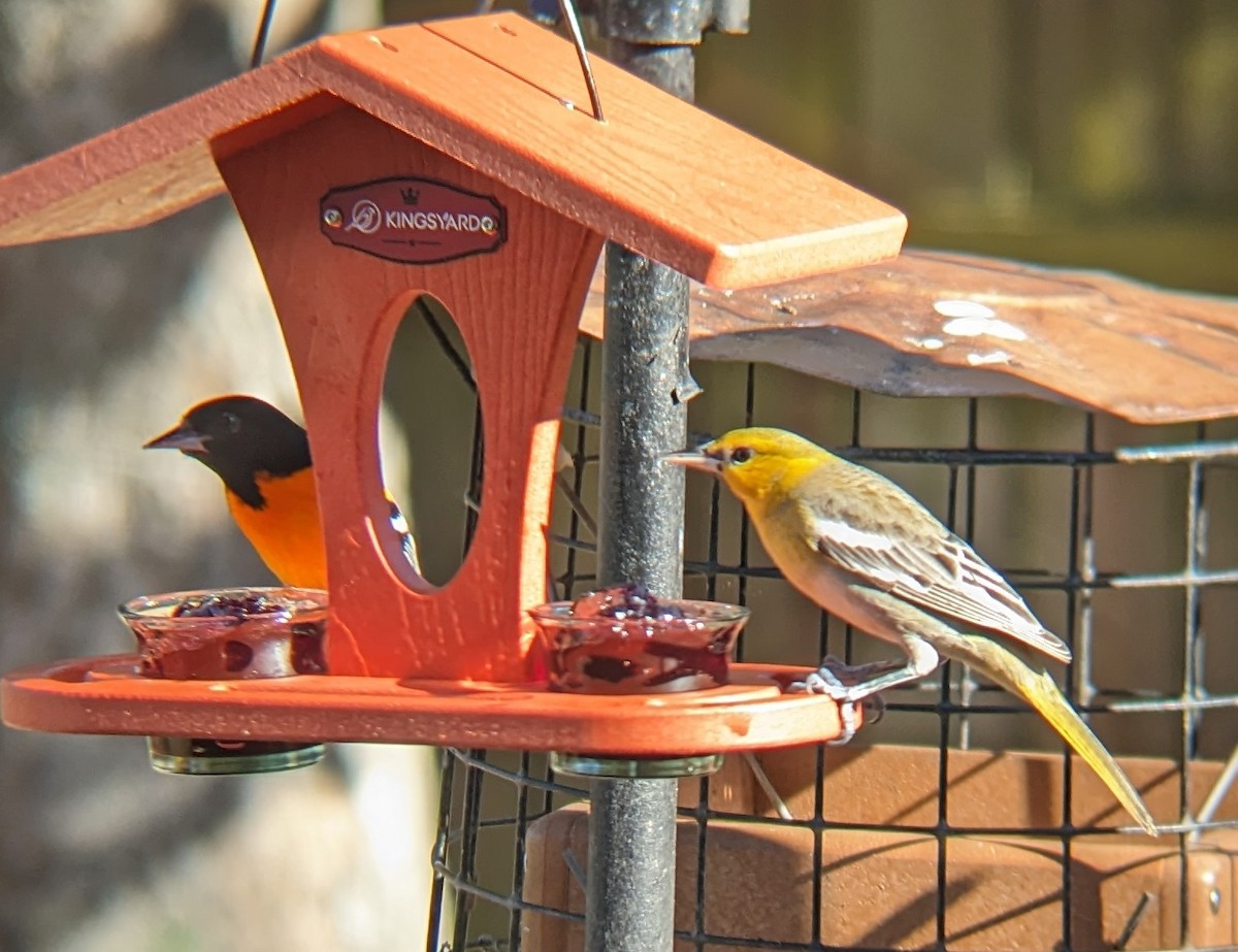 Bullock's Oriole - Michelle Gianvecchio