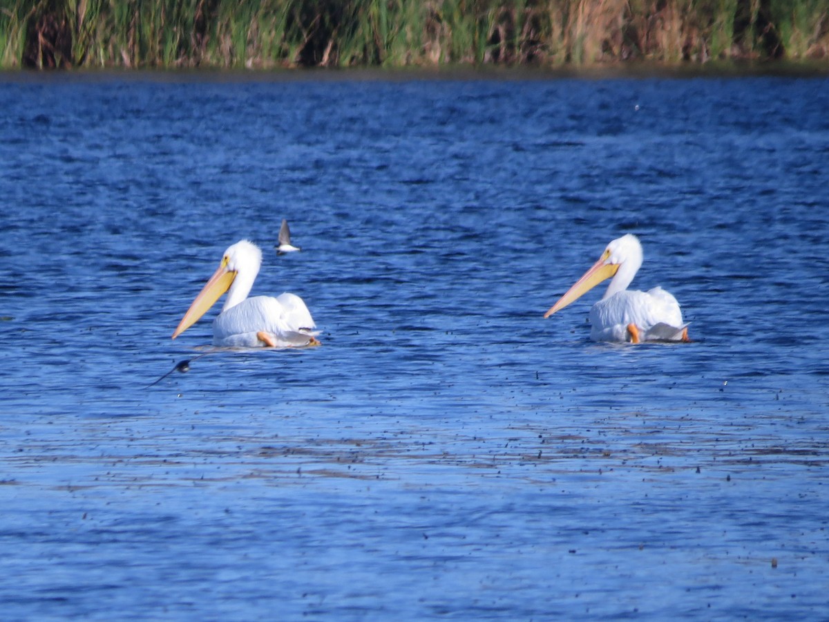 American White Pelican - ML613011444