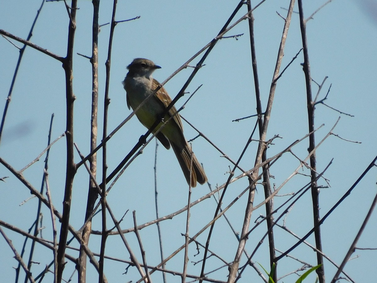 Large Elaenia - Diego Cáceres Bentancor