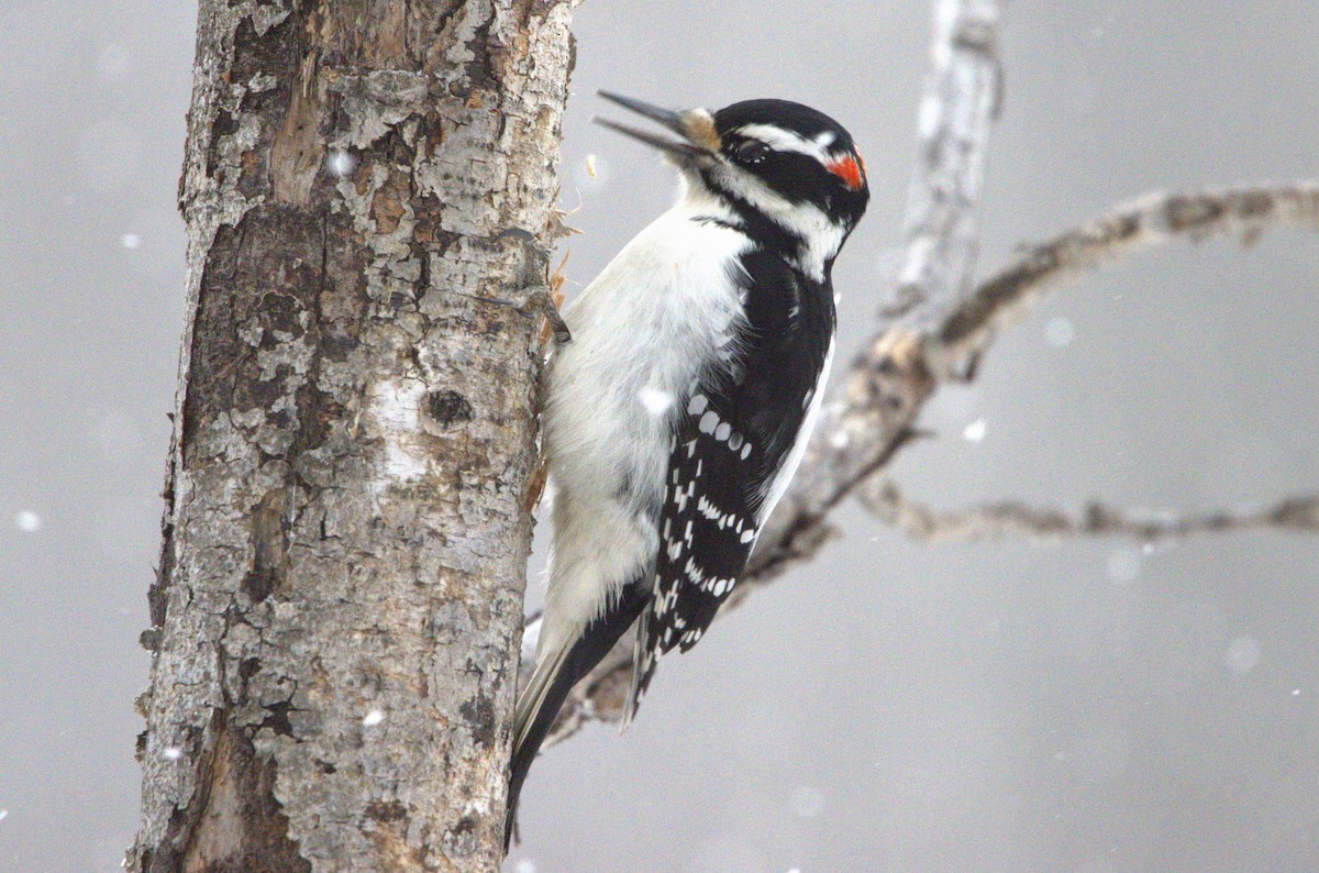 Hairy Woodpecker - Michel Marsan