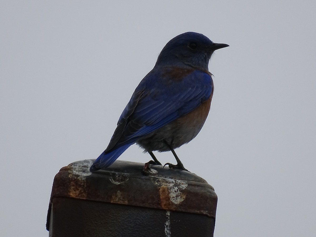 Western Bluebird - ML613011597