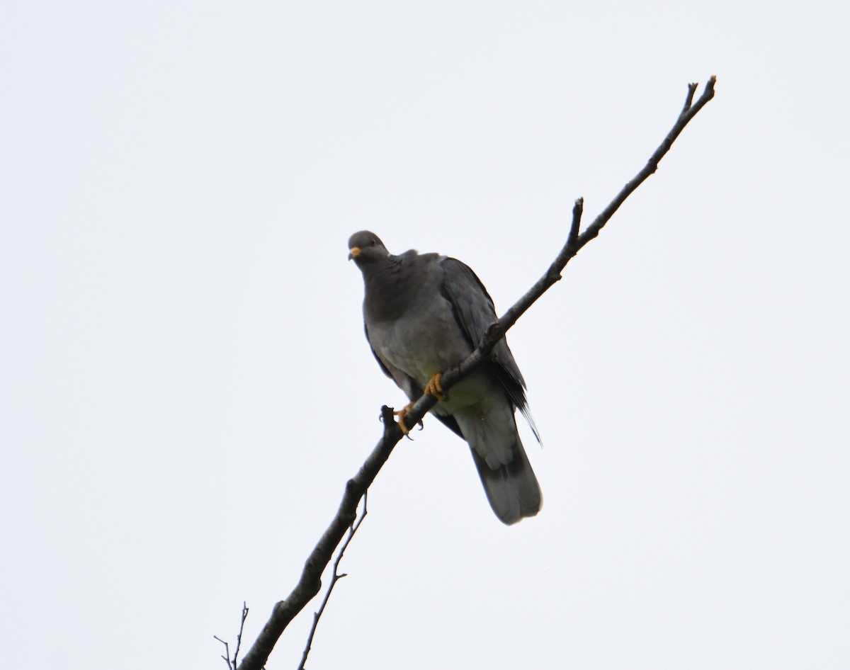 Band-tailed Pigeon - ML61301161