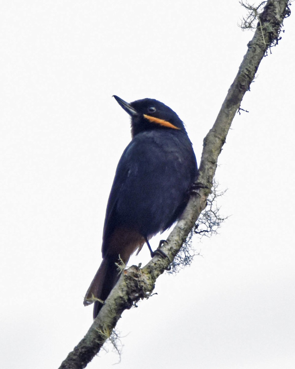 Moustached Flowerpiercer - ML61301171